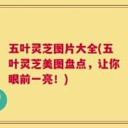 五叶灵芝图片大全(五叶灵芝美图盘点，让你眼前一亮！)