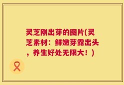 灵芝刚出芽的图片(灵芝素材：鲜嫩芽露出头，养生好处无限大！)