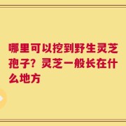 哪里可以挖到野生灵芝孢子？灵芝一般长在什么地方