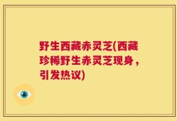 野生西藏赤灵芝(西藏珍稀野生赤灵芝现身，引发热议)