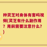 种灵芝对身体有害吗视频(灵芝有什么副作用？用前需要注意什么？)