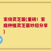 家烧灵芝菌(重磅！家庭种植灵芝菌妙招分享)