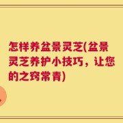 怎样养盆景灵芝(盆景灵芝养护小技巧，让您的之窍常青)