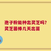 孢子粉能种出灵芝吗？灵芝菌棒几天出苗