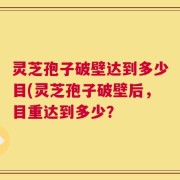灵芝孢子破壁达到多少目(灵芝孢子破壁后，目重达到多少？