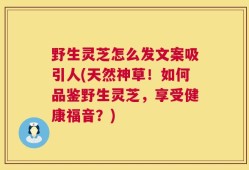 野生灵芝怎么发文案吸引人(天然神草！如何品鉴野生灵芝，享受健康福音？)
