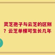 灵芝孢子与云芝的区别？云芝单棵可生长几年