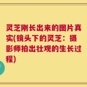 灵芝刚长出来的图片真实(镜头下的灵芝：摄影师拍出壮观的生长过程)