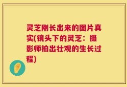 灵芝刚长出来的图片真实(镜头下的灵芝：摄影师拍出壮观的生长过程)