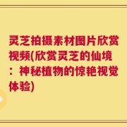 灵芝拍摄素材图片欣赏视频(欣赏灵芝的仙境：神秘植物的惊艳视觉体验)