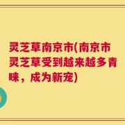 灵芝草南京市(南京市灵芝草受到越来越多青睐，成为新宠)
