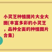 小灵芝种植图片大全大图(丰富多彩的小灵芝，品种全面的种植图片合集)