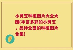小灵芝种植图片大全大图(丰富多彩的小灵芝，品种全面的种植图片合集)