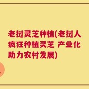 老挝灵芝种植(老挝人疯狂种植灵芝 产业化助力农村发展)