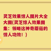 灵芝效果惊人图片大全大图(灵芝惊人效果图集：领略这神奇蘑菇的惊人功效！)
