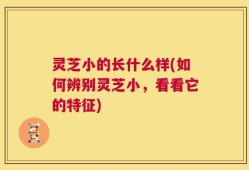 灵芝小的长什么样(如何辨别灵芝小，看看它的特征)