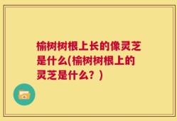 榆树树根上长的像灵芝是什么(榆树树根上的灵芝是什么？)