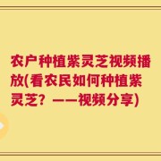 农户种植紫灵芝视频播放(看农民如何种植紫灵芝？——视频分享)