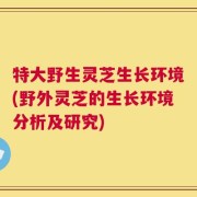 特大野生灵芝生长环境(野外灵芝的生长环境分析及研究)