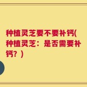种植灵芝要不要补钙(种植灵芝：是否需要补钙？)