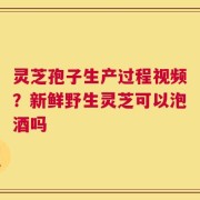 灵芝孢子生产过程视频？新鲜野生灵芝可以泡酒吗