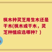 枫木种灵芝用生木还是干木(枫木或干木，灵芝种植应选哪种？)