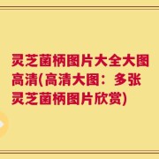 灵芝菌柄图片大全大图高清(高清大图：多张灵芝菌柄图片欣赏)