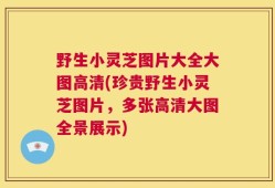 野生小灵芝图片大全大图高清(珍贵野生小灵芝图片，多张高清大图全景展示)