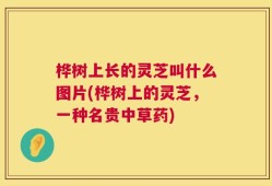 桦树上长的灵芝叫什么图片(桦树上的灵芝，一种名贵中草药)