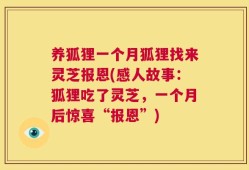 养狐狸一个月狐狸找来灵芝报恩(感人故事：狐狸吃了灵芝，一个月后惊喜“报恩”)