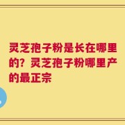 灵芝孢子粉是长在哪里的？灵芝孢子粉哪里产的最正宗
