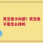 灵芝孢子内壁？灵芝孢子是怎么样的
