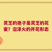 灵芝的孢子是灵芝的花蜜？沼泽火的开花形态
