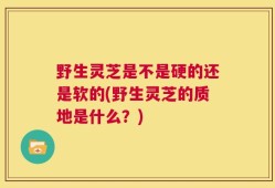 野生灵芝是不是硬的还是软的(野生灵芝的质地是什么？)