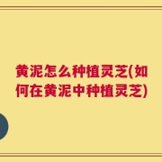 黄泥怎么种植灵芝(如何在黄泥中种植灵芝)