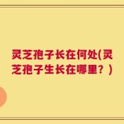 灵芝孢子长在何处(灵芝孢子生长在哪里？)