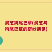 灵芝狗尾巴草(灵芝与狗尾巴草的奇妙遇见)