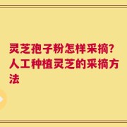 灵芝孢子粉怎样采摘？人工种植灵芝的采摘方法