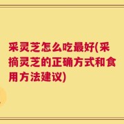 采灵芝怎么吃最好(采摘灵芝的正确方式和食用方法建议)
