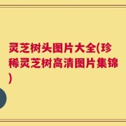 灵芝树头图片大全(珍稀灵芝树高清图片集锦)