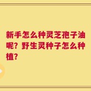 新手怎么种灵芝孢子油呢？野生灵种子怎么种植？