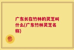 广东长在竹林的灵芝叫什么(广东竹林灵芝名称)