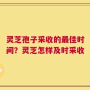 灵芝孢子采收的最佳时间？灵芝怎样及时采收