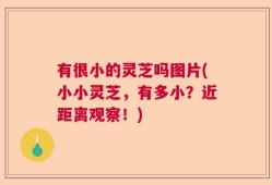有很小的灵芝吗图片(小小灵芝，有多小？近距离观察！)