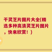 干灵芝片图片大全(精选多种高清灵芝片图片，快来欣赏！)