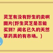 灵芝有没有野生的卖啊图片(野生灵芝是否能买到？闻名已久的天然草药真的有市场。)