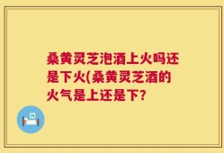 桑黄灵芝泡酒上火吗还是下火(桑黄灵芝酒的火气是上还是下？