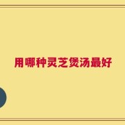 用哪种灵芝煲汤最好