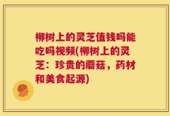 柳树上的灵芝值钱吗能吃吗视频(柳树上的灵芝：珍贵的蘑菇，药材和美食起源)