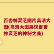 百杏林灵芝图片高清大图(高清大图展现百杏林灵芝的神秘之美)
